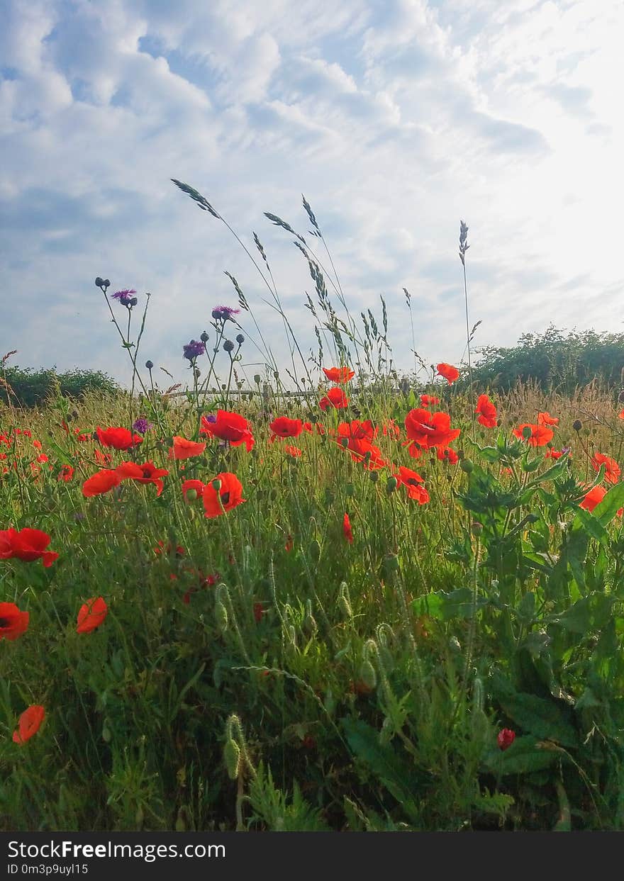 Flower, Ecosystem, Wildflower, Meadow