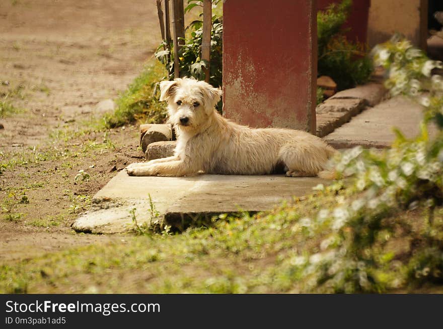 Dog Breed, Dog, Dog Like Mammal, Grass