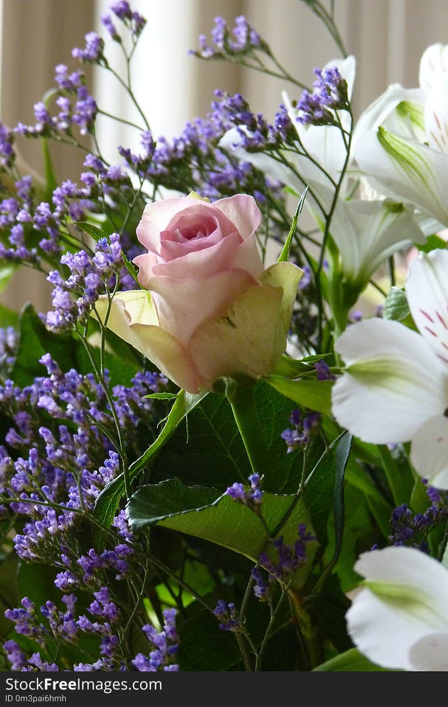 Flower, Purple, Plant, Flower Arranging