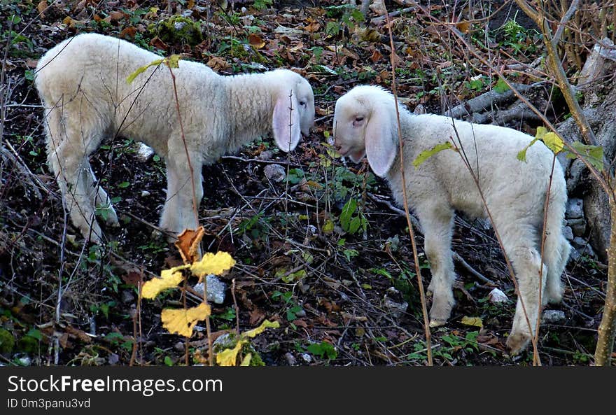 Sheep, Cow Goat Family, Livestock, Goats