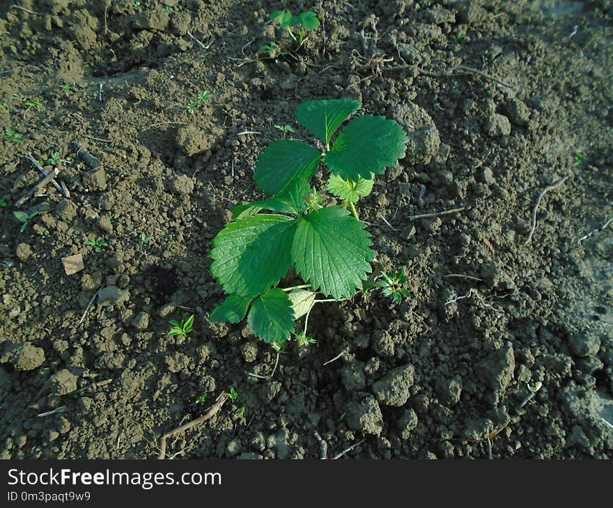 Plant, Vegetation, Leaf, Soil