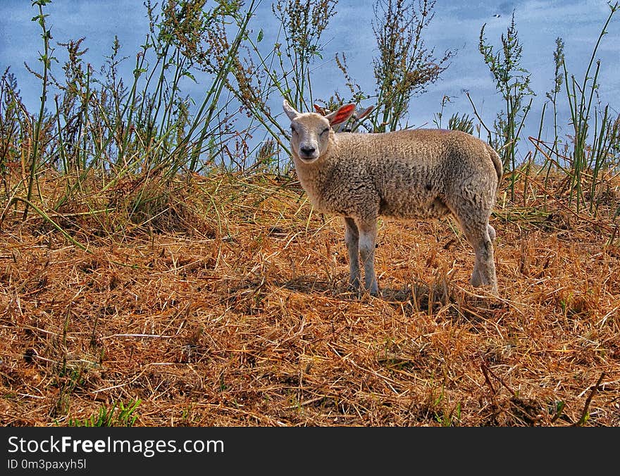 Wildlife, Mammal, Fauna, Sheep