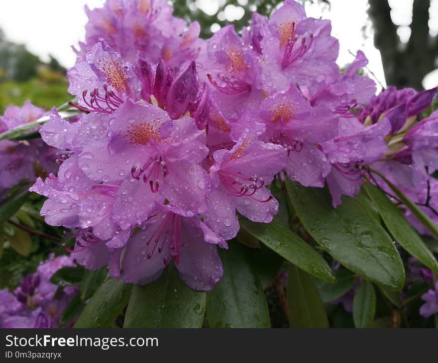 Flower, Plant, Pink, Flowering Plant