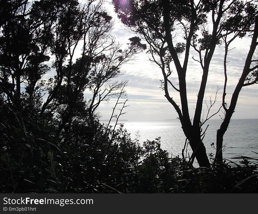 Tree, Nature, Sky, Water