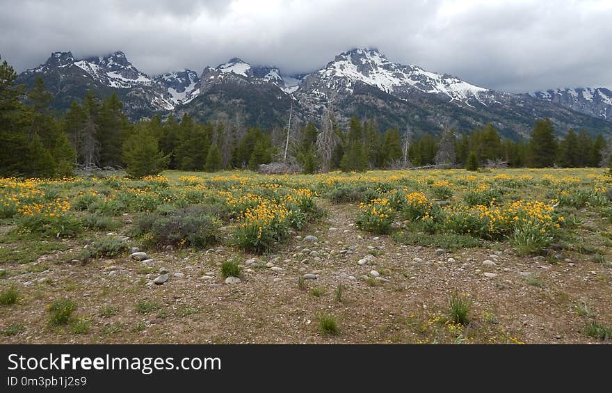 Wilderness, Wildflower, Vegetation, Mountain