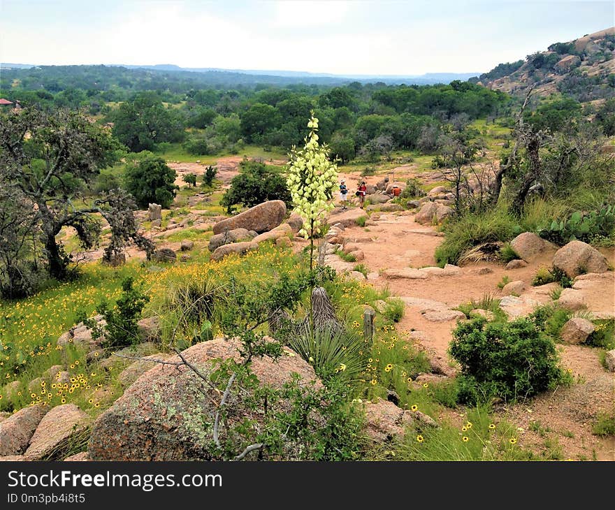 Vegetation, Chaparral, Shrubland, Wilderness