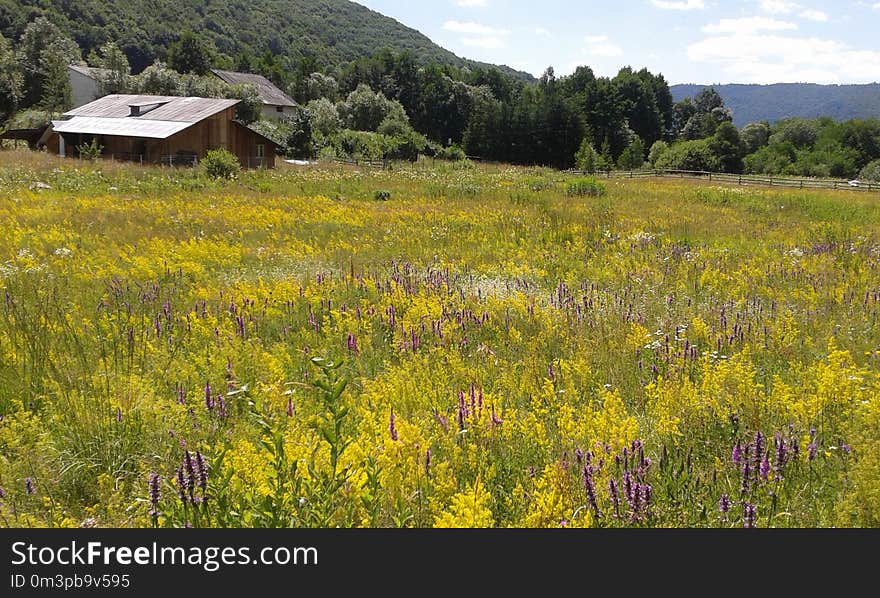 Ecosystem, Grassland, Prairie, Wildflower