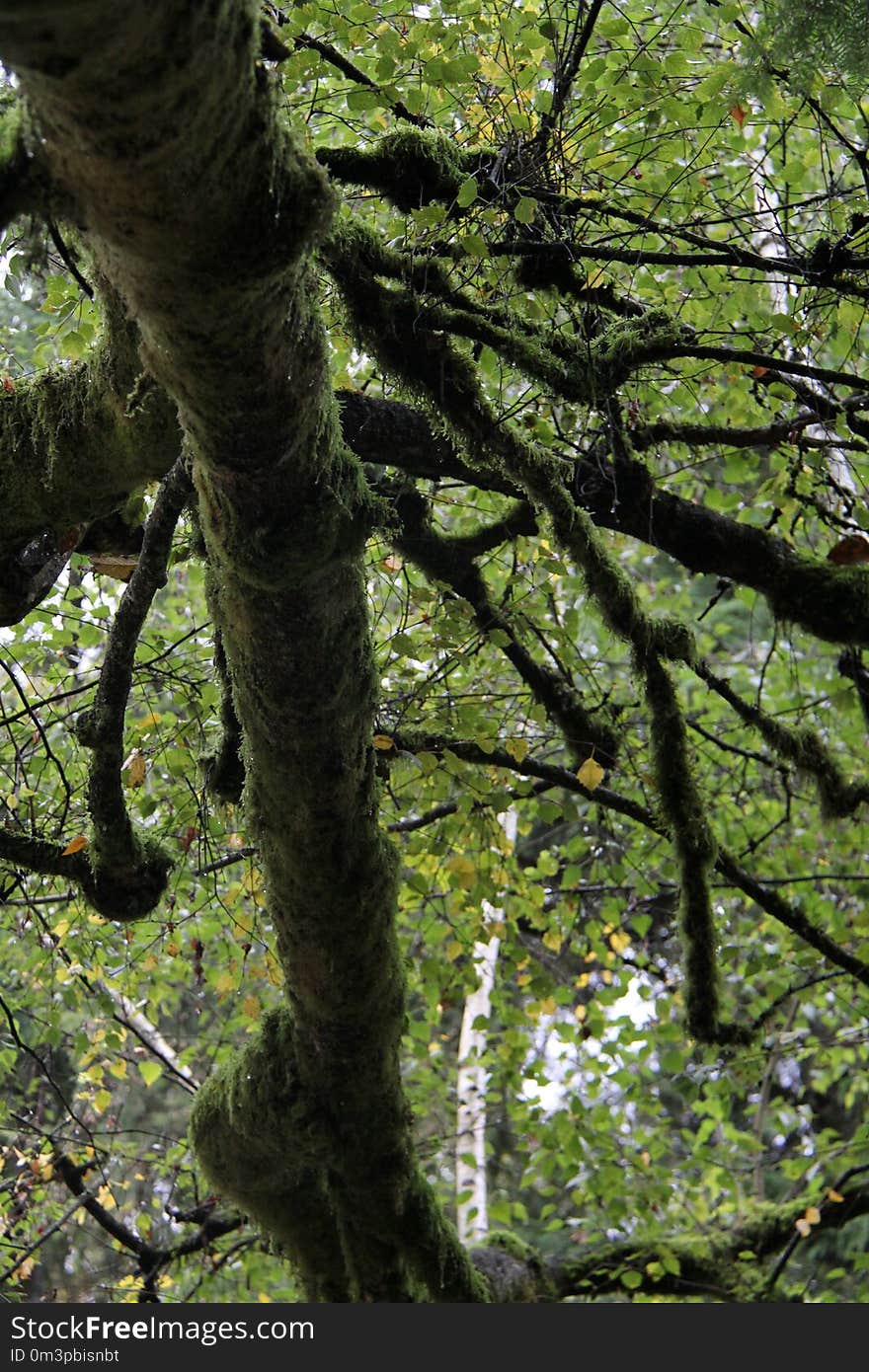 Tree, Branch, Nature, Vegetation