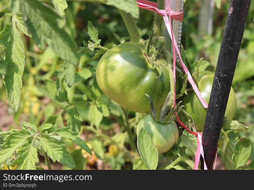 Plant, Bush Tomato, Fruit, Local Food