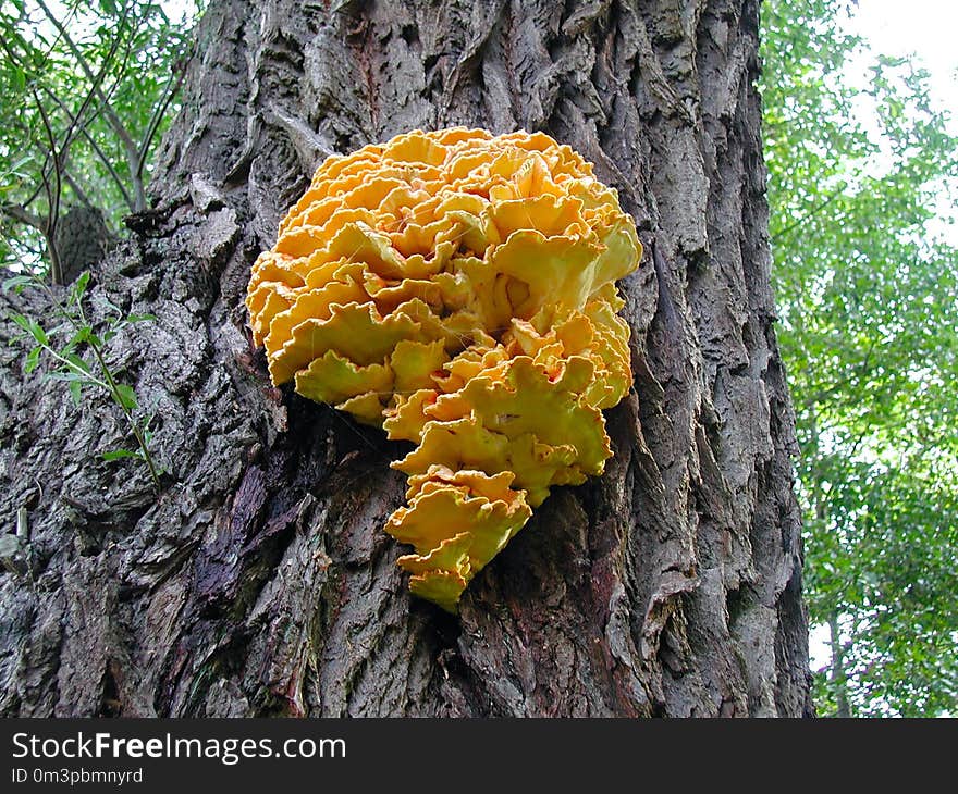 Fungus, Medicinal Mushroom, Tree, Mushroom