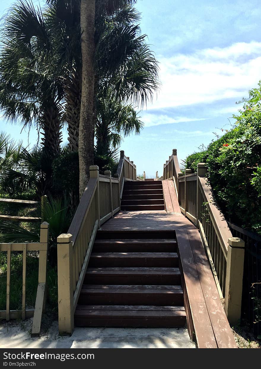 Property, Walkway, Tree, Arecales