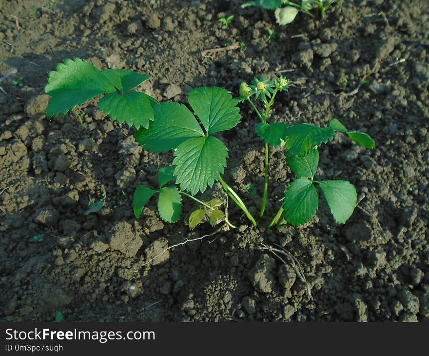 Plant, Leaf, Vegetation, Soil