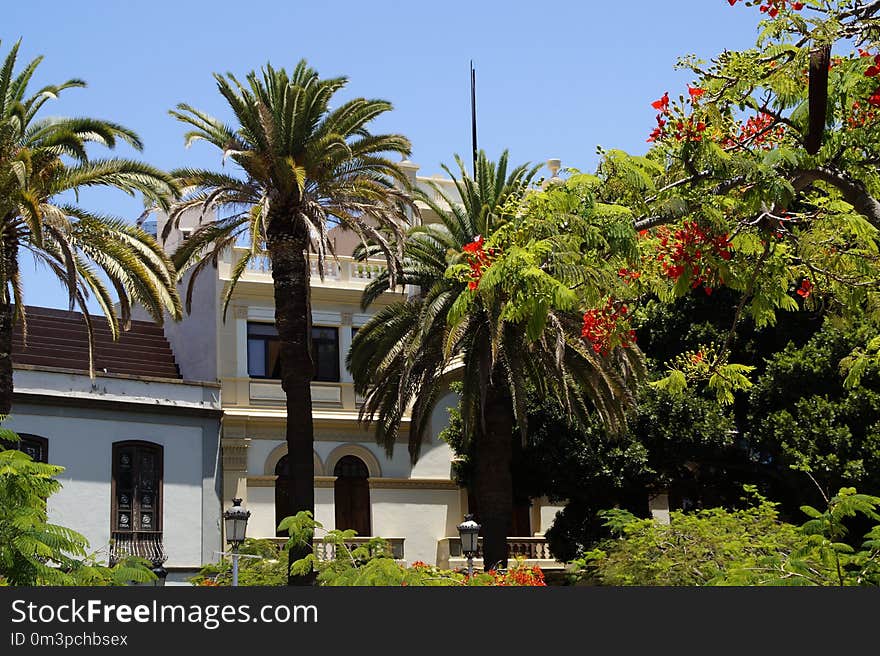 Plant, Tree, Arecales, Palm Tree