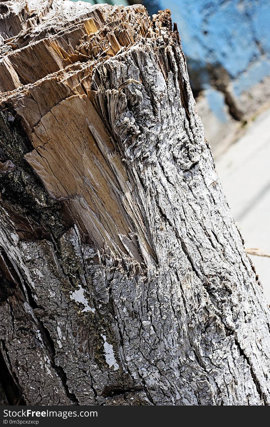 Wood, Tree, Rock, Trunk