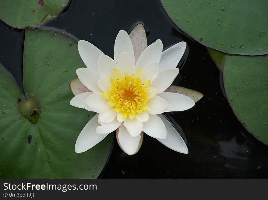 Flower, Flora, Plant, Yellow