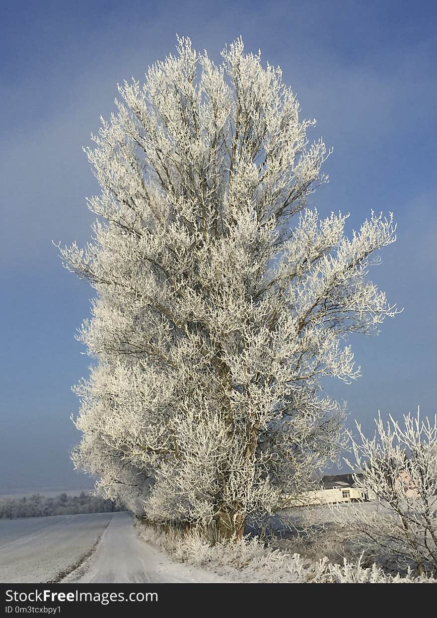 Snow Covered Trees