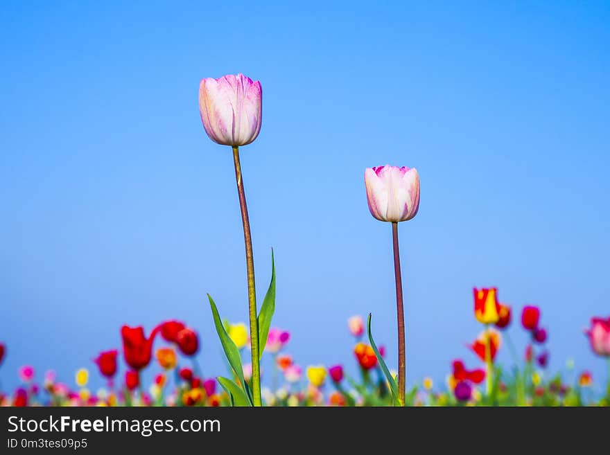 Field With Blooming Colorful Tulips