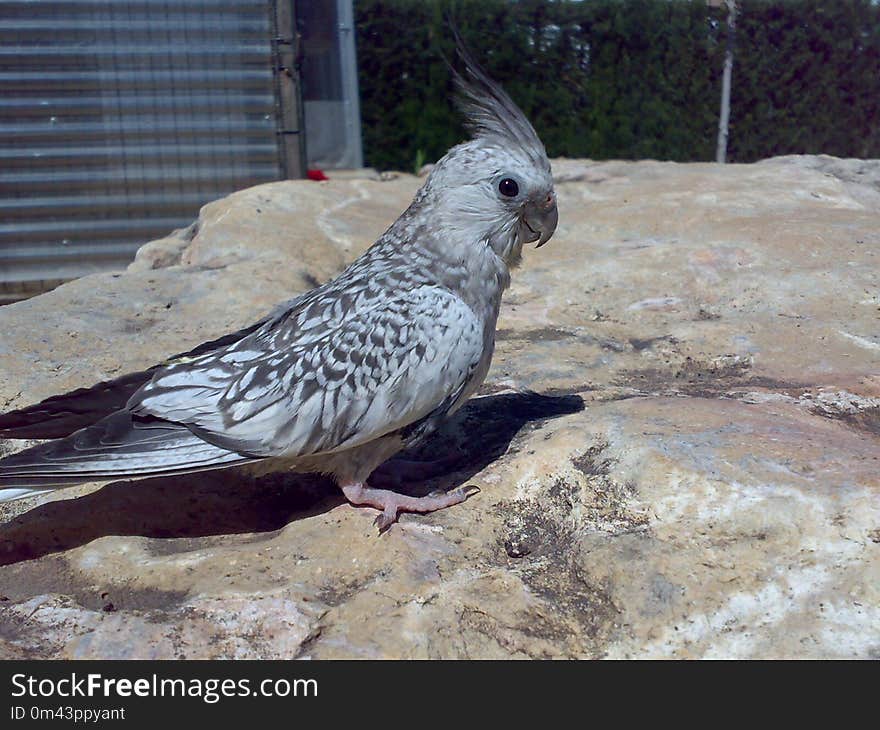 Bird, Fauna, Parrot, Beak