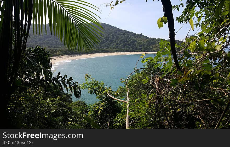 Nature, Vegetation, Nature Reserve, Tropics