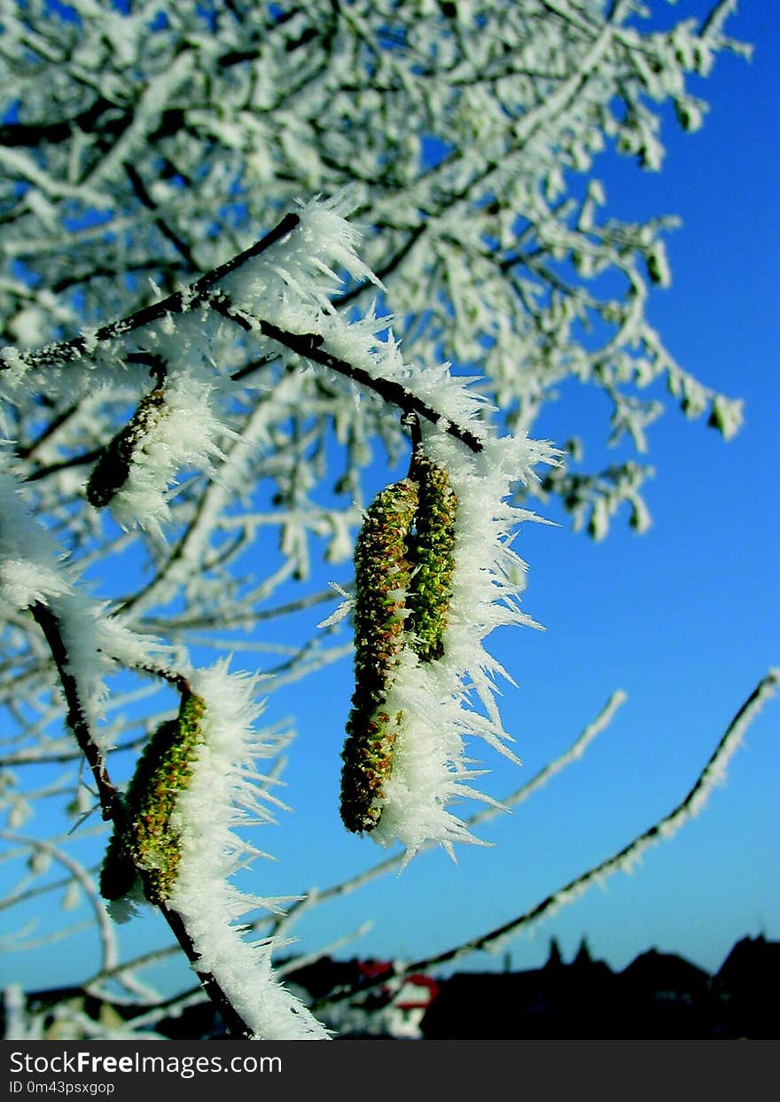 Branch, Sky, Tree, Spring