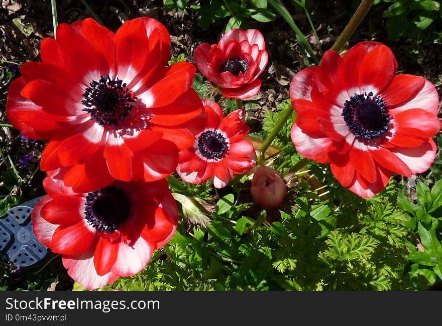 Flower, Flowering Plant, Plant, Anemone