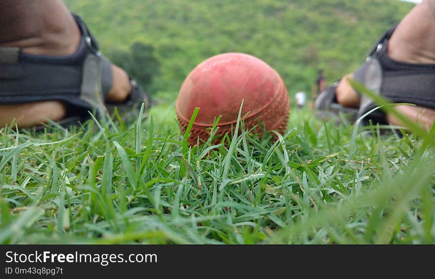 Grass, Lawn, Plant, Grass Family