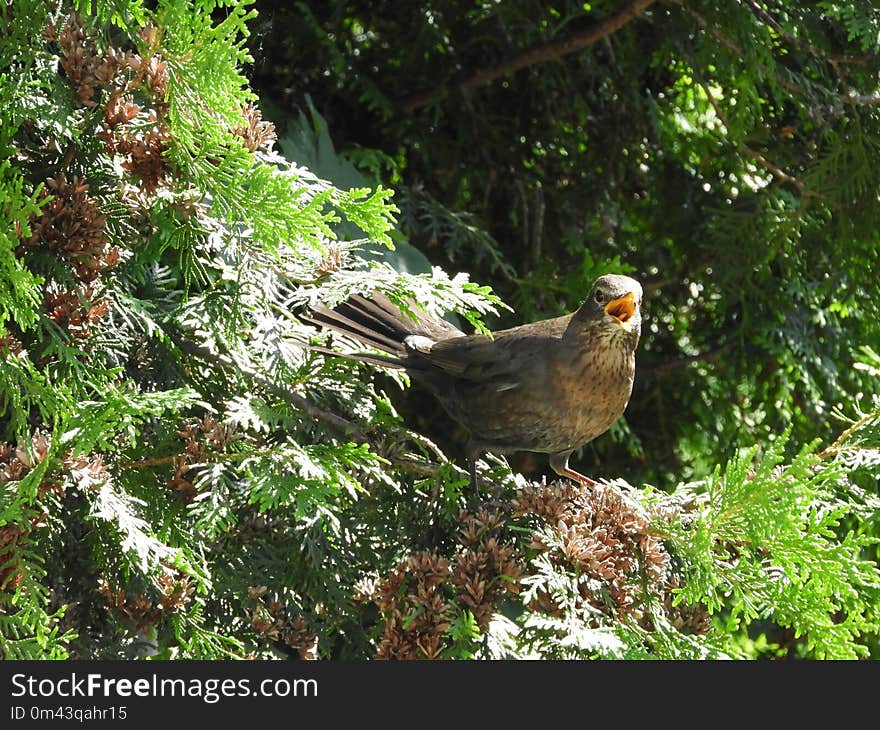 Bird, Ecosystem, Fauna, Nature Reserve