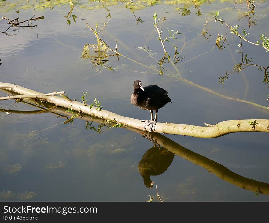 Bird, Water, Fauna, Reflection