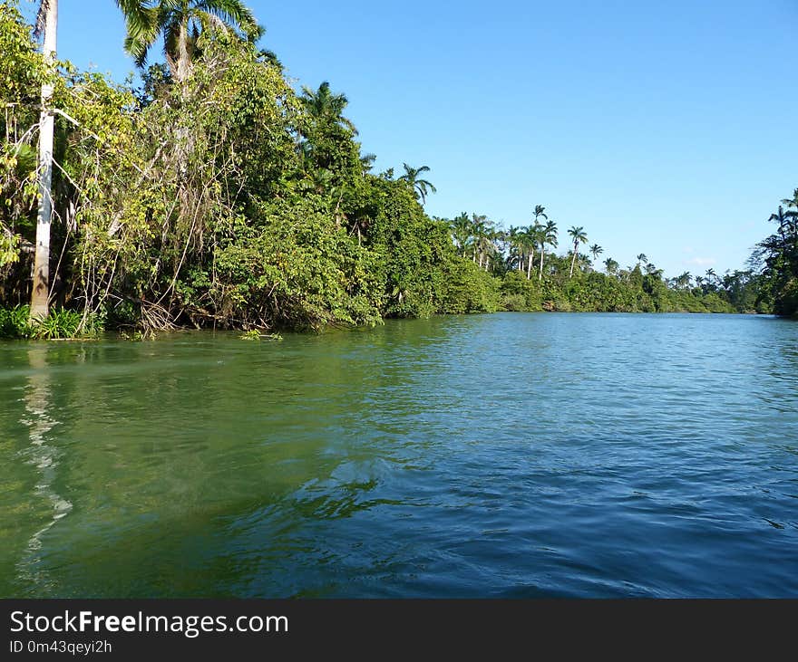 Water, Vegetation, River, Water Resources