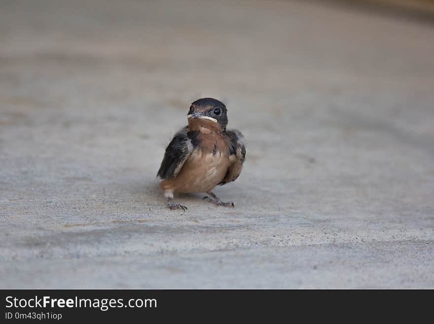 Bird, Fauna, Beak, Perching Bird