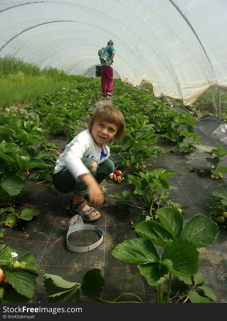 Plant, Water, Agriculture, Leaf