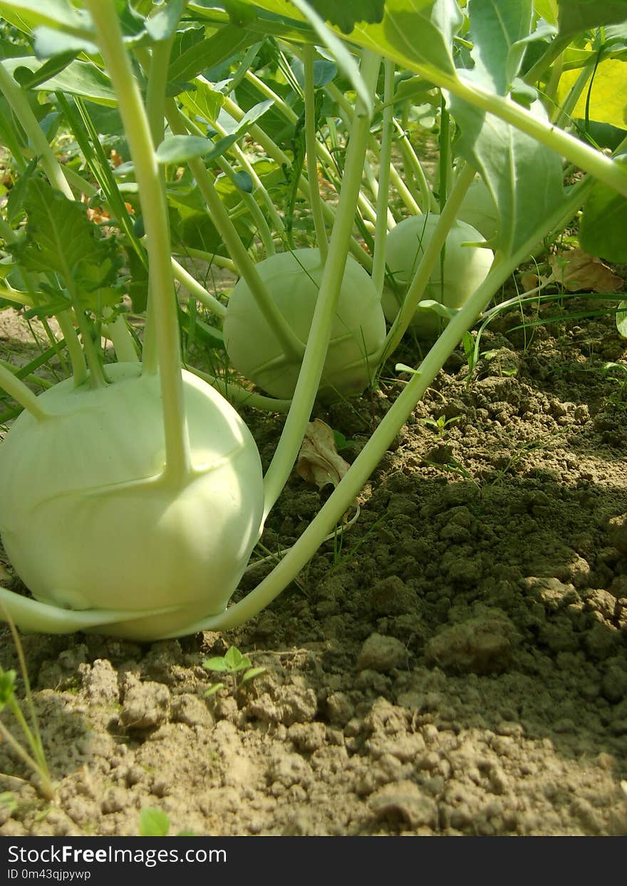 Vegetable, Plant, Kohlrabi, Produce