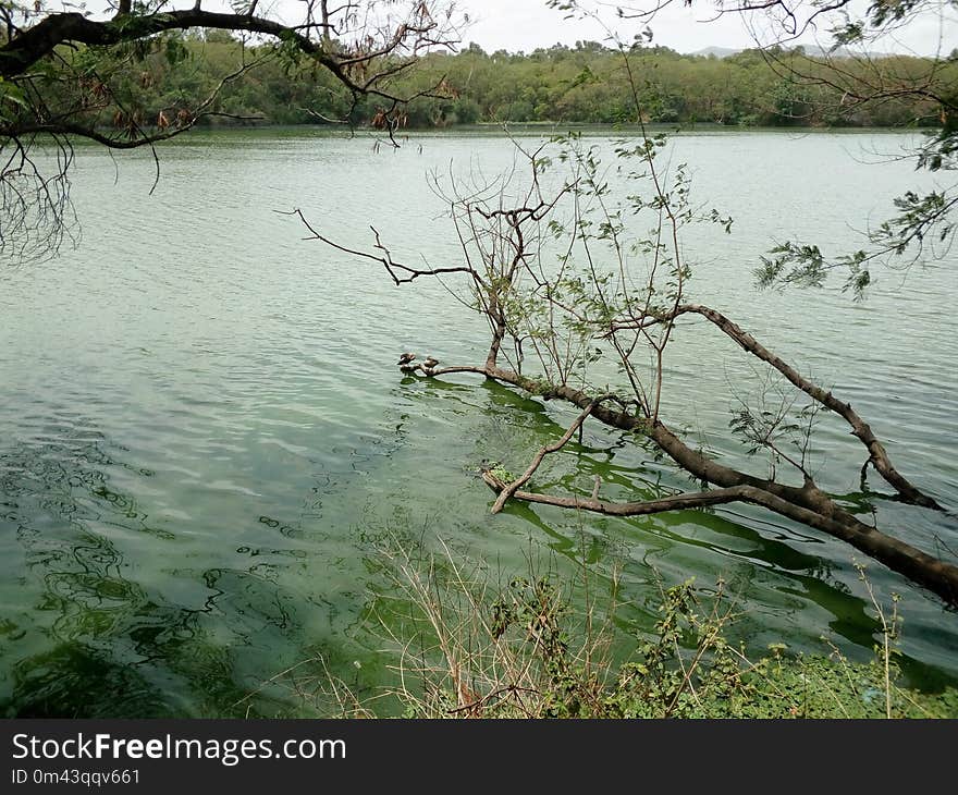 Water, Nature Reserve, Lake, Vegetation