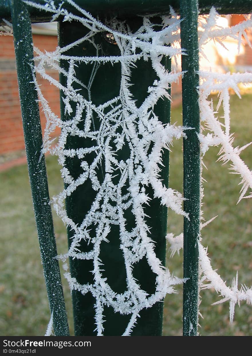 Spider Web, Frost, Freezing, Winter