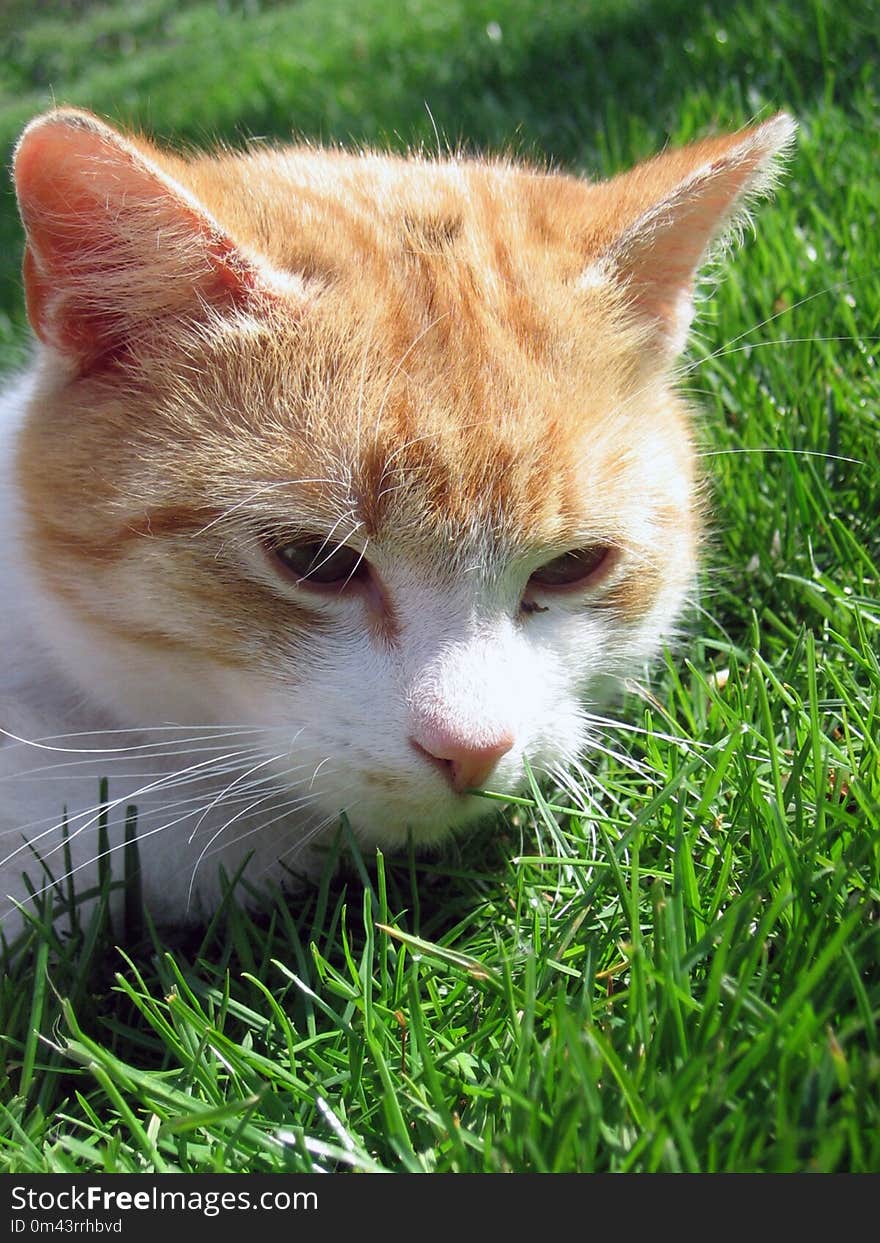 Cat, Whiskers, Fauna, Small To Medium Sized Cats