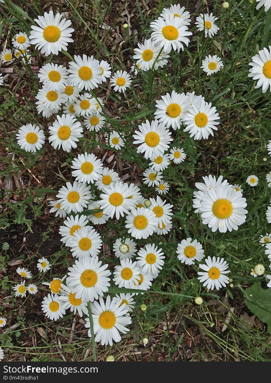 Flower, Plant, Oxeye Daisy, Chamaemelum Nobile