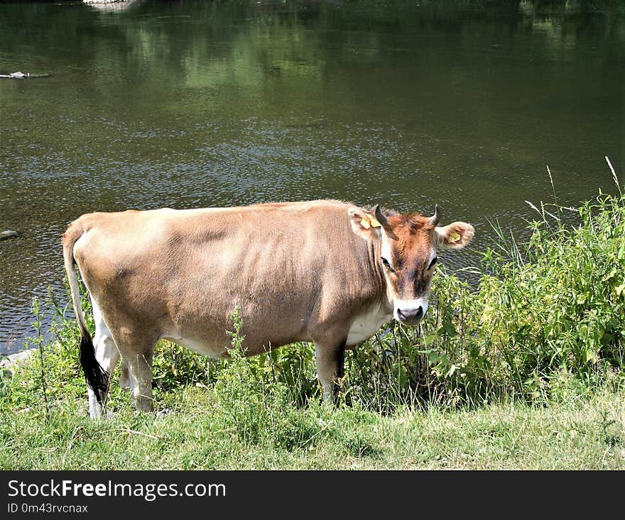 Cattle Like Mammal, Fauna, Wildlife, Pasture