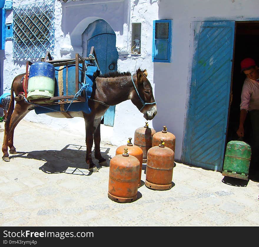 Horse, Horse Like Mammal, Pack Animal, Horse Harness