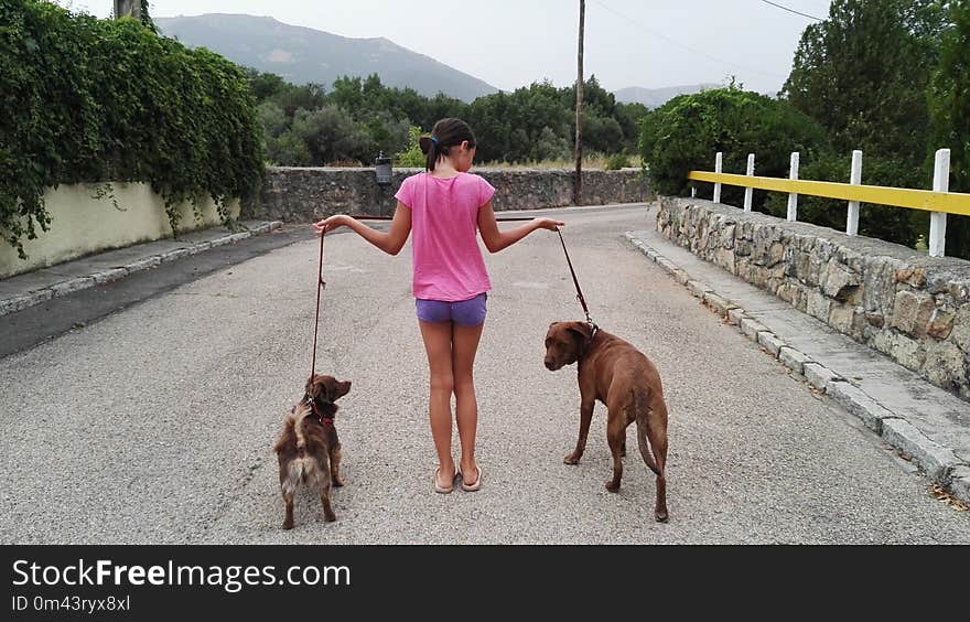 Dog, Dog Like Mammal, Dog Walking, Dog Breed