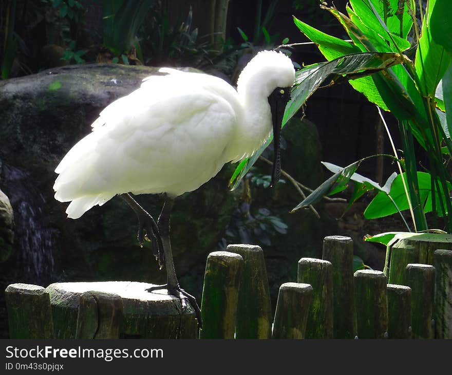 Bird, Fauna, Beak, Egret