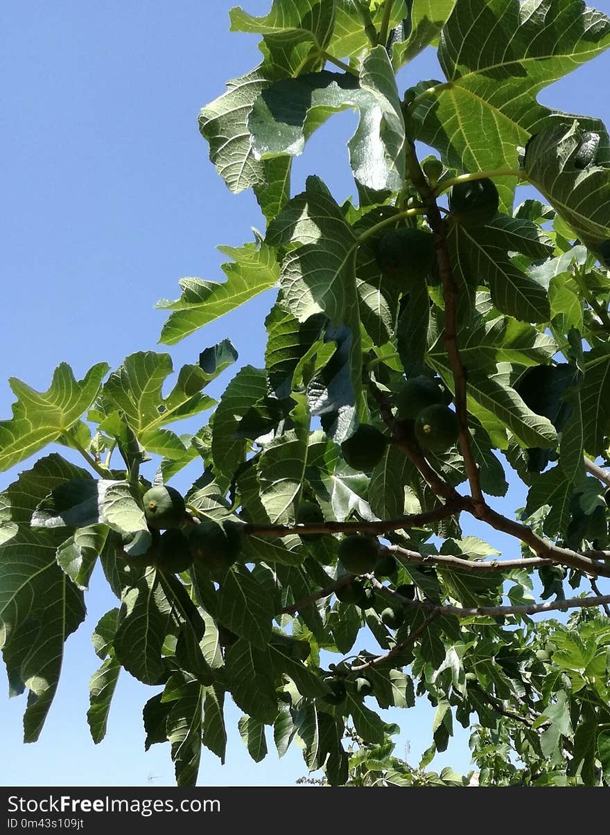 Plant, Leaf, Tree, Fruit Tree