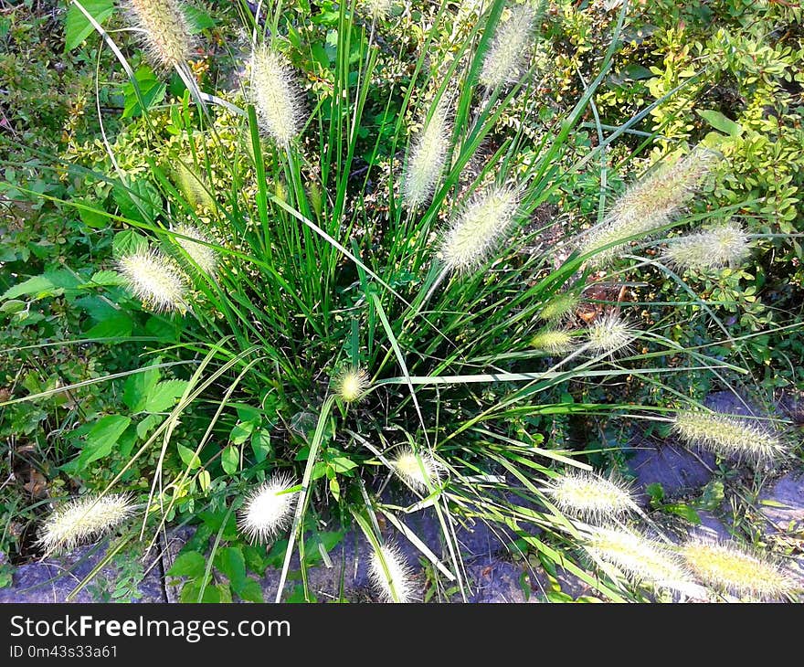 Plant, Vegetation, Grass, Grass Family