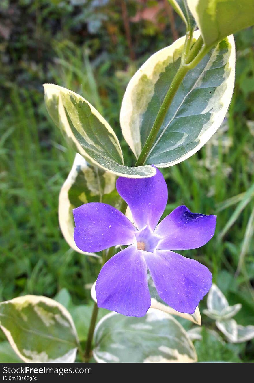 Plant, Flora, Flower, Violet Family