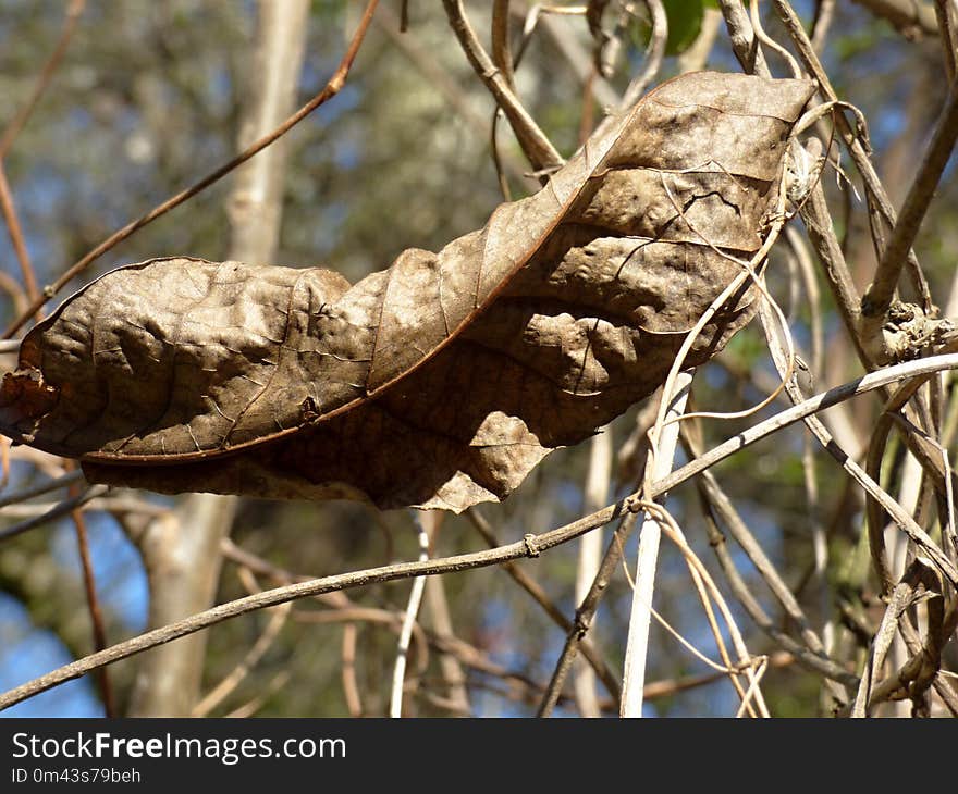 Leaf, Plant, Branch, Tree