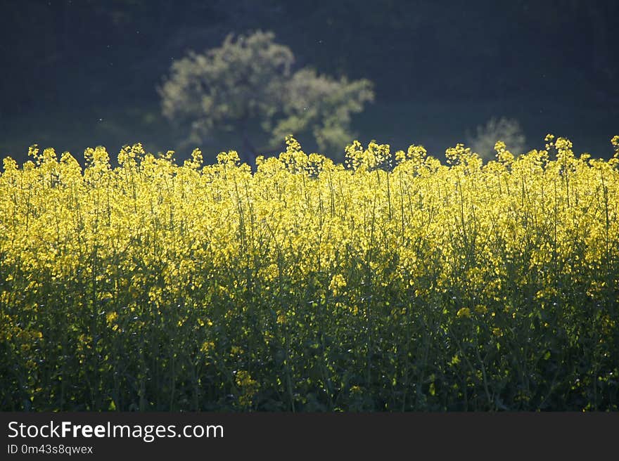 Rapeseed, Yellow, Canola, Field