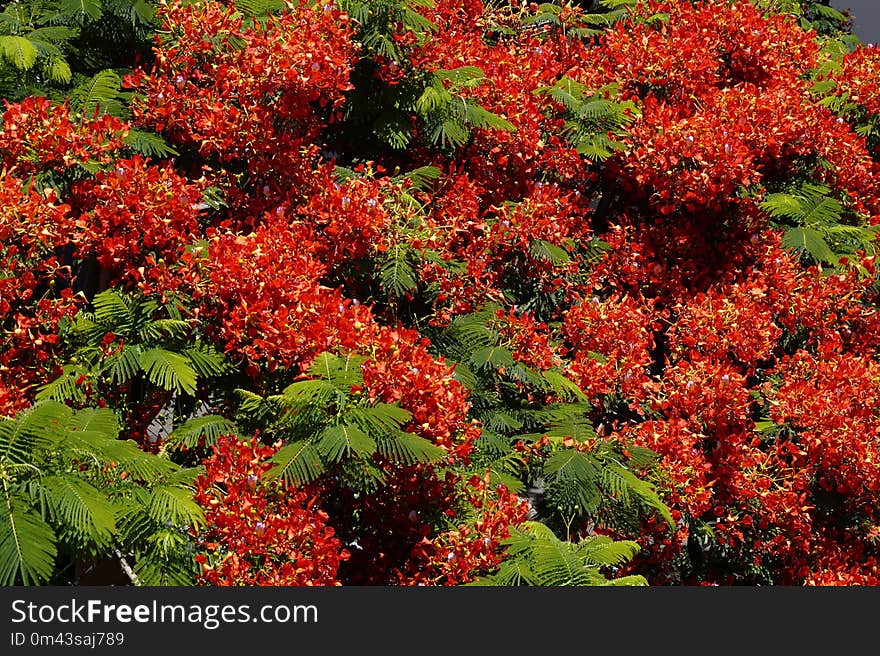 Vegetation, Plant, Flora, Leaf