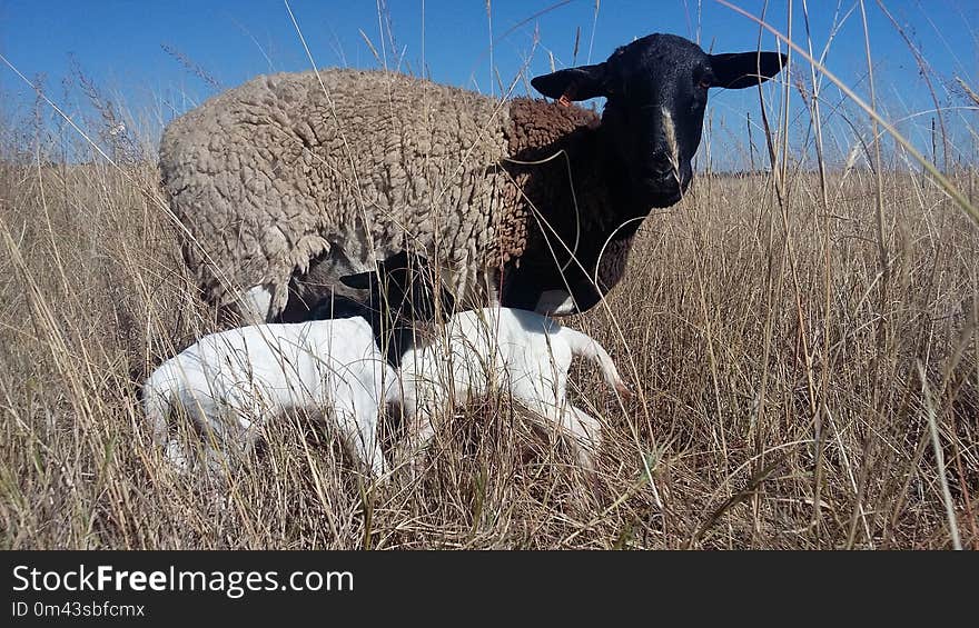 Sheep, Horn, Grassland, Pasture