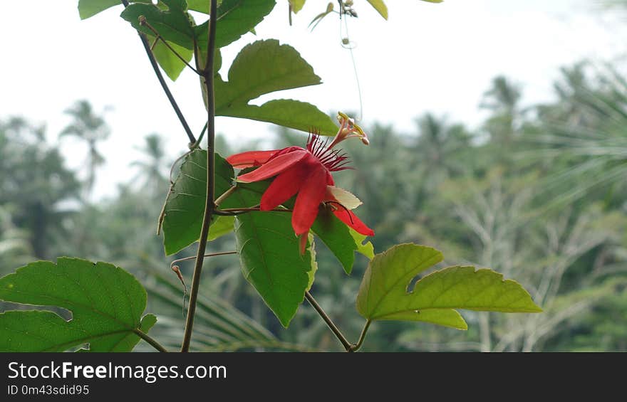 Plant, Flower, Flora, Vegetation