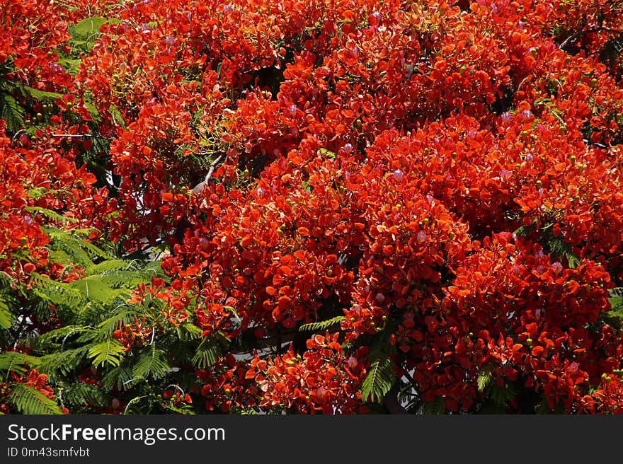 Autumn, Vegetation, Plant, Leaf