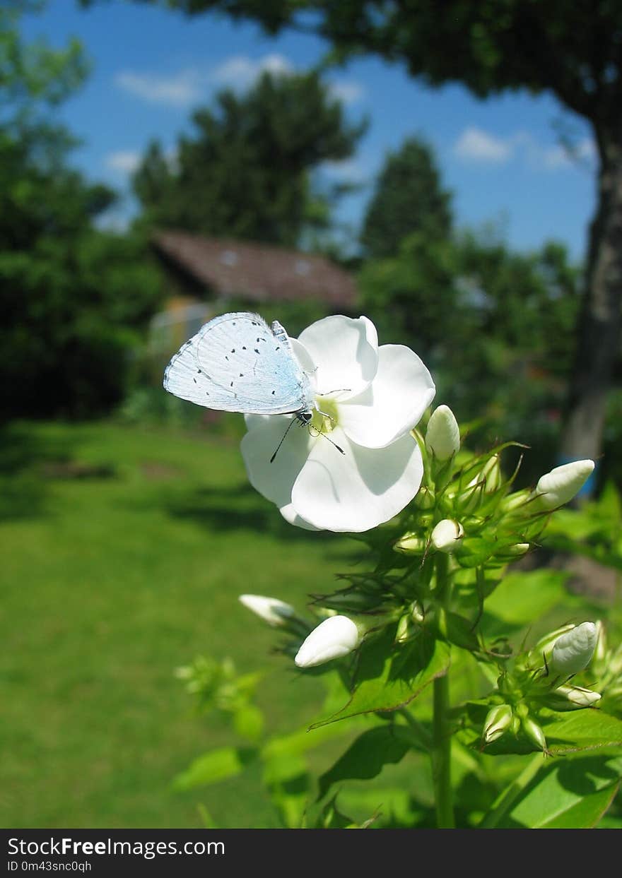 Flower, Plant, Flora, Spring